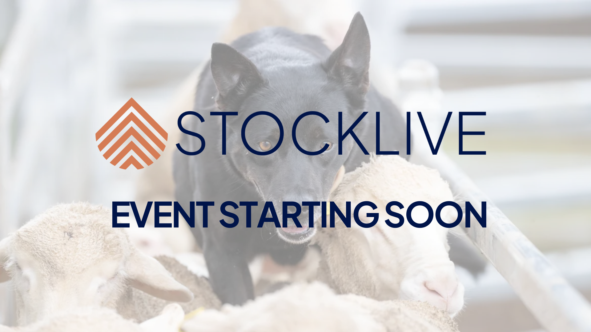 Stream will be available soon